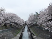 善福寺川緑地公園の桜が満開